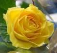 Une belle rose offerte à chaque dame